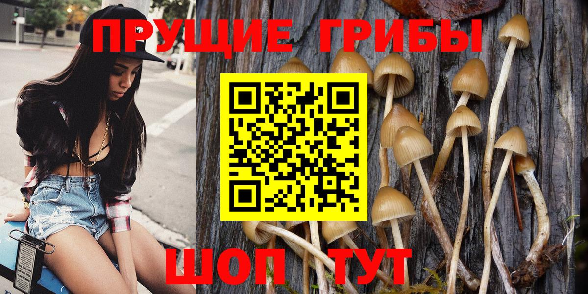 Верхняя Пышма  купить   Вход с VPN  Псилоцибиновые грибы Cubensis 